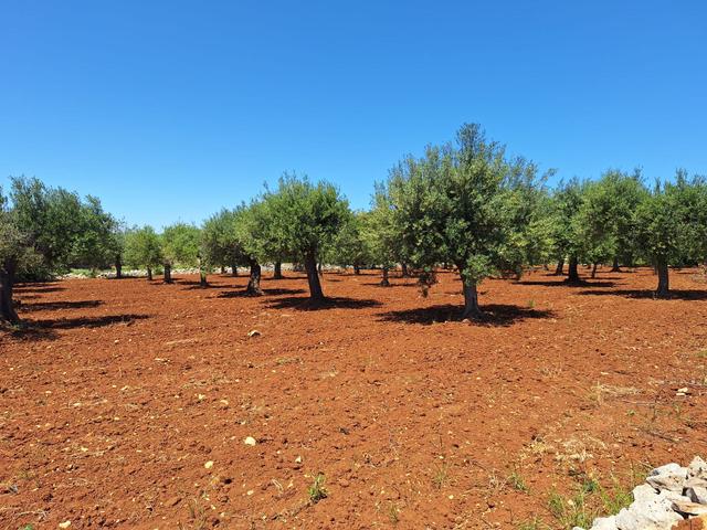 Agricoli in vendita