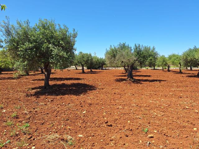 Agricoli in vendita