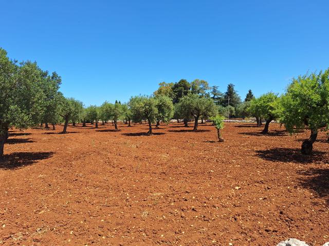 Agricoli in vendita