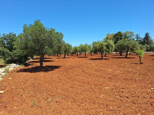 Agricoli in vendita