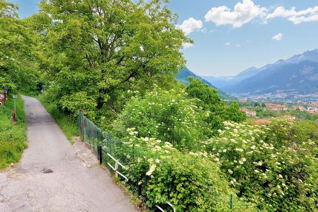 #20924 Appezzamento agricolo collinare di 5270 mq in vendita - foto 8