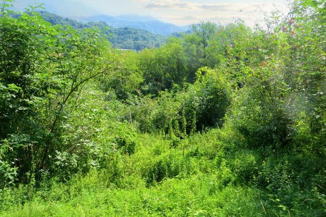 #20924 Appezzamento agricolo collinare di 5270 mq in vendita - foto 12
