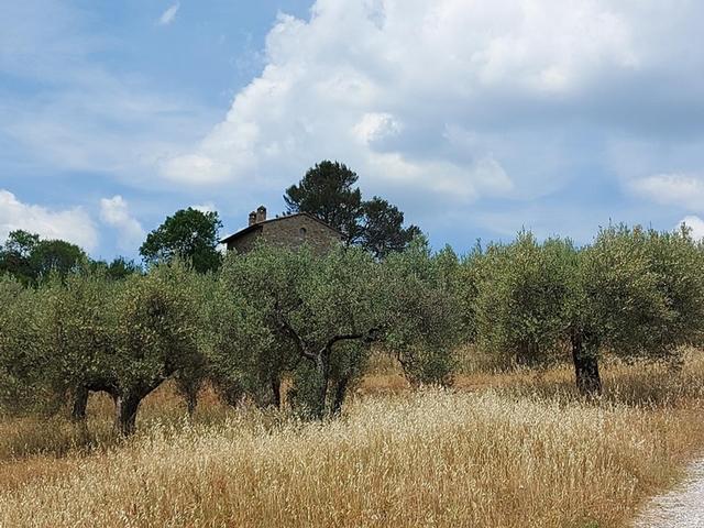 Rustici e casali in vendita