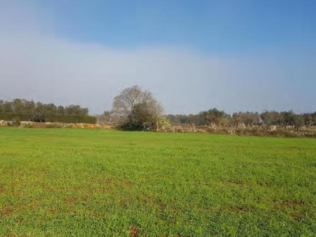 #23969 Terreno agricolo di 22.063 mq in vendita - foto 6