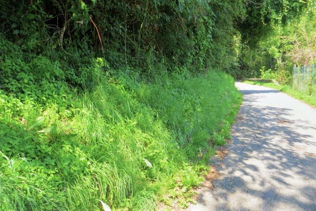#20925 Appezzamento boschivo collinare di 440 mq in vendita - foto 1
