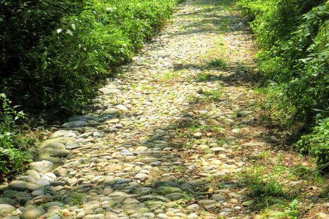 #20925 Appezzamento boschivo collinare di 440 mq in vendita - foto 6