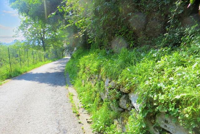 #20925 Appezzamento boschivo collinare di 440 mq in vendita - foto 7