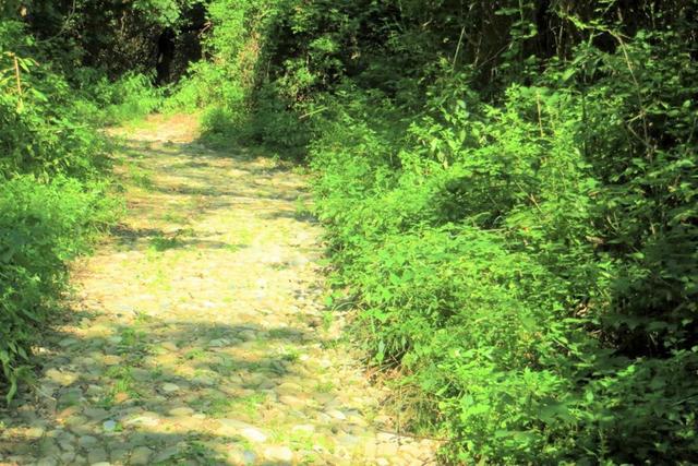 #20925 Appezzamento boschivo collinare di 440 mq in vendita - foto 8