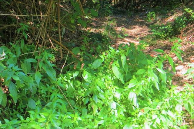 #20925 Appezzamento boschivo collinare di 440 mq in vendita - foto 2