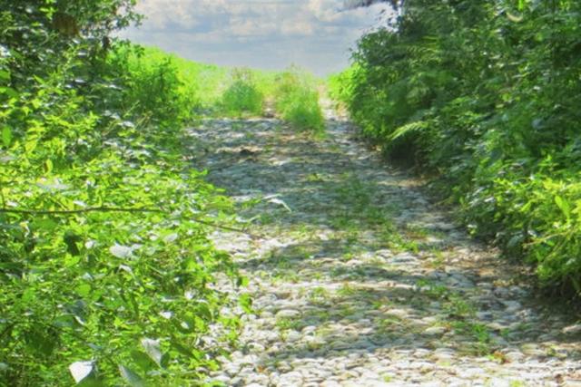 #20925 Appezzamento boschivo collinare di 440 mq in vendita - foto 10