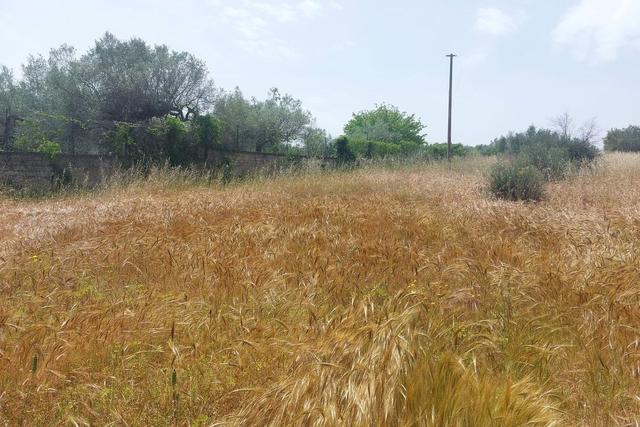 Agricoli in vendita