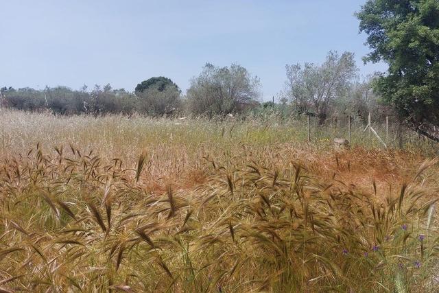 Agricoli in vendita