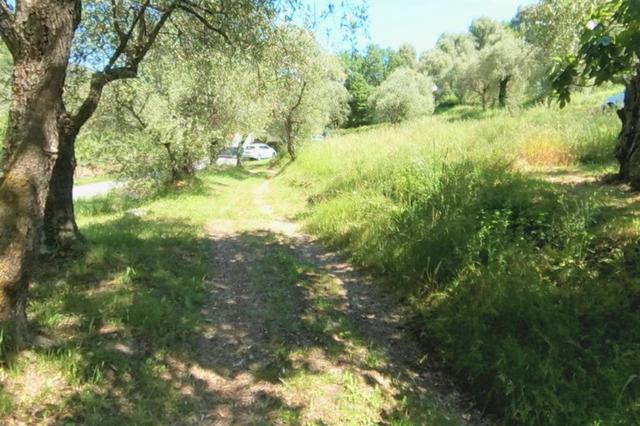 #13116 Terreno agricolo in zona residenziale collinare in vendita - foto 9
