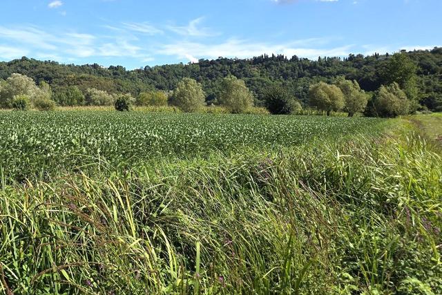 Agricoli in vendita