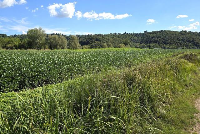 Agricoli in vendita
