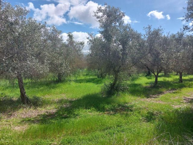 Agricoli in vendita