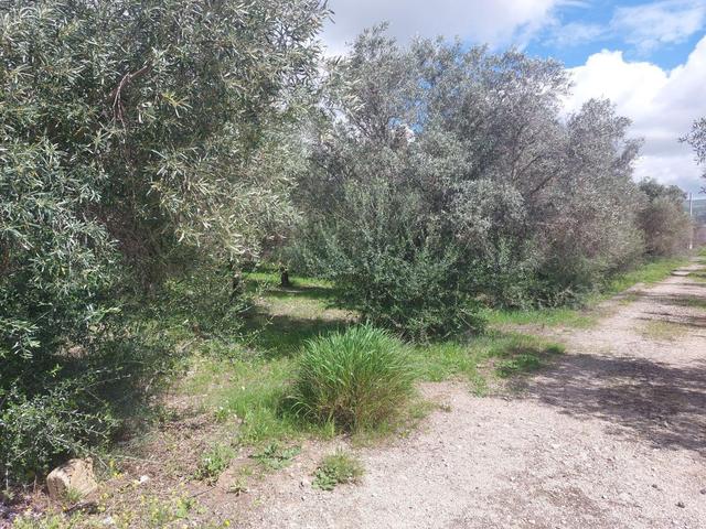 Agricoli in vendita