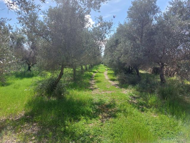 Agricoli in vendita