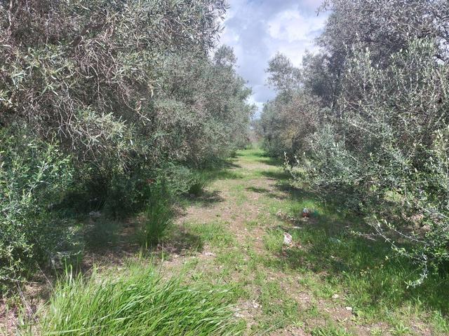 Agricoli in vendita