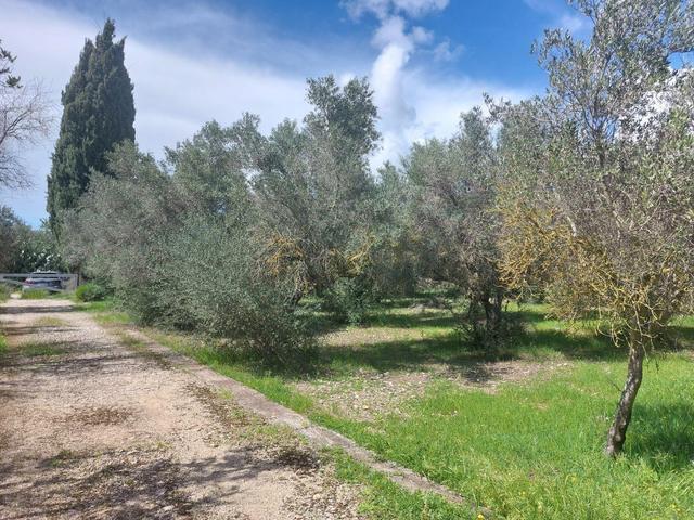 Agricoli in vendita