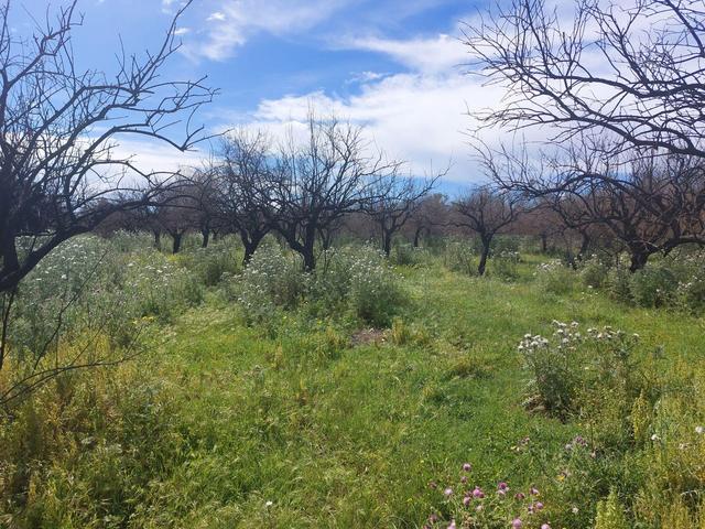 Agricoli in vendita