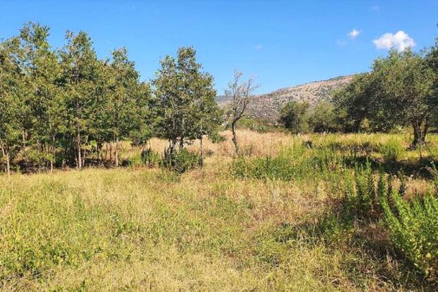 #20948 Appezzamento di terreno agricolo alberato in vendita - foto 9