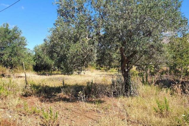 Agricoli in vendita