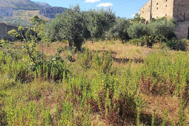 Agricoli in vendita