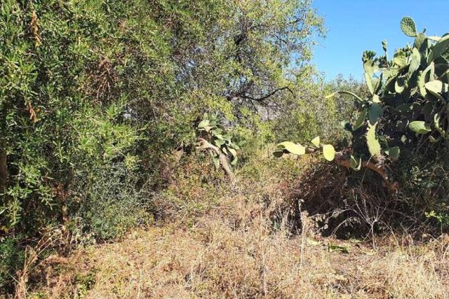 #20948 Appezzamento di terreno agricolo alberato in vendita - foto 10