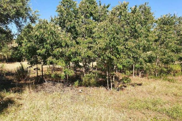 #20948 Appezzamento di terreno agricolo alberato in vendita - foto 7