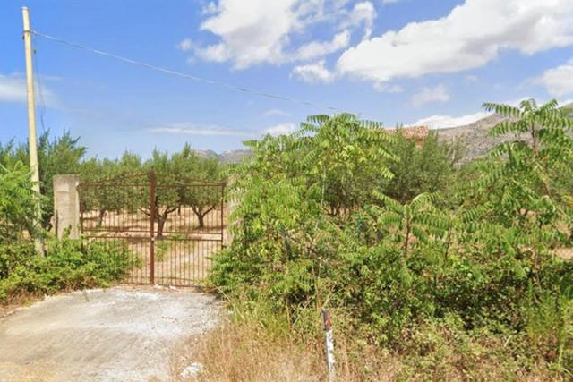 #20948 Appezzamento di terreno agricolo alberato in vendita - foto 6