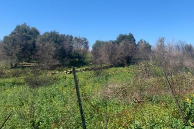 #21269 Appezzamento di terreno di 6660 mq in vendita - foto 6
