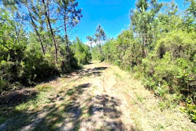 #24386 Appezzamento agricolo in zona boschiva in vendita - foto 3