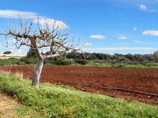 #23581 Terreni agricoli di 20004 mq in vendita - foto 14