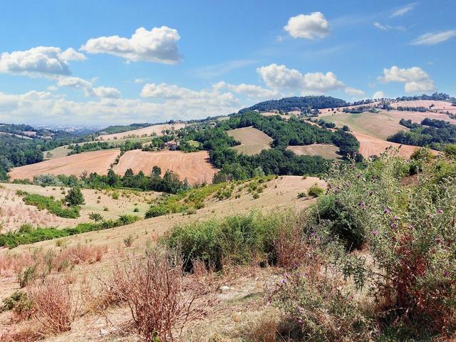 #21124 Compendio immobiliare con fabbricati e terreni ad uso vitivinicolo in vendita - foto 24