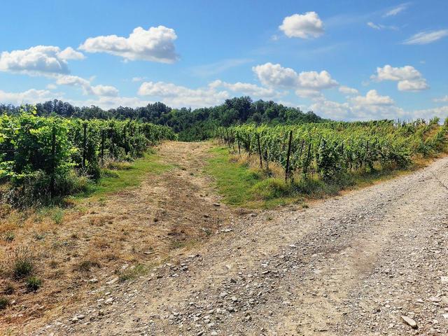 #21124 Compendio immobiliare con fabbricati e terreni ad uso vitivinicolo in vendita - foto 27