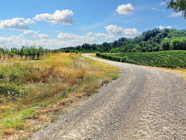 #21124 Compendio immobiliare con fabbricati e terreni ad uso vitivinicolo in vendita - foto 35