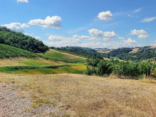 #21124 Compendio immobiliare con fabbricati e terreni ad uso vitivinicolo in vendita - foto 34