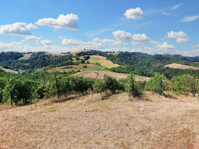 #21124 Compendio immobiliare con fabbricati e terreni ad uso vitivinicolo in vendita - foto 33