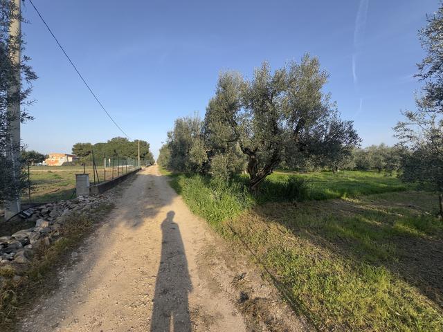 #2638900 Terreni agricoli di 4.486 mq in vendita - foto 3