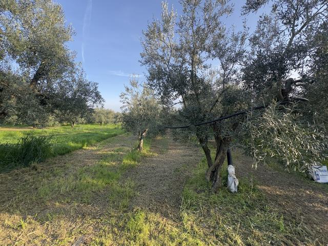 #2638900 Terreni agricoli di 4.486 mq in vendita - foto 4
