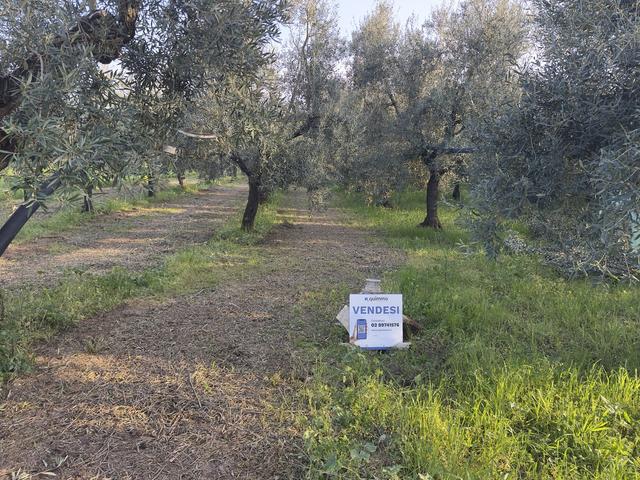 #2638900 Terreni agricoli di 4.486 mq in vendita - foto 5