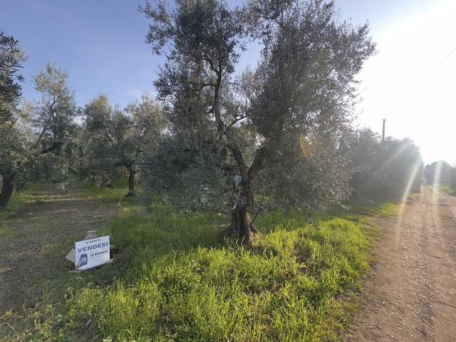 #2638900 Terreni agricoli di 4.486 mq in vendita - foto 6