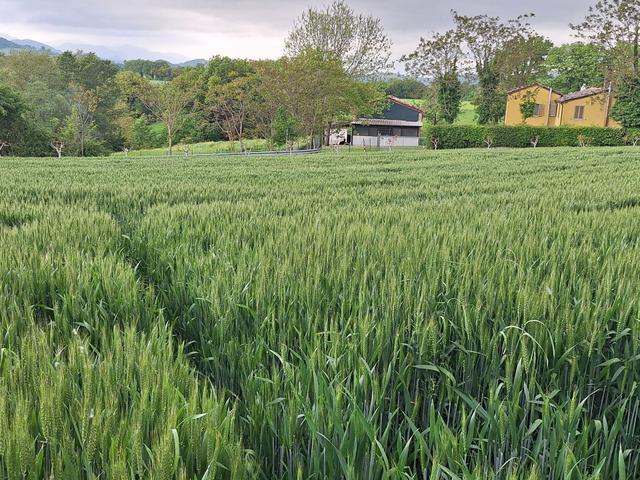Agricoli in vendita