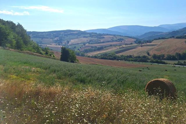 Agricoli in vendita