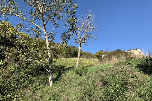 Agricoli in vendita