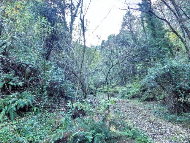 #2515042 Terreno agricolo di 145.862 mq in vendita - foto 4