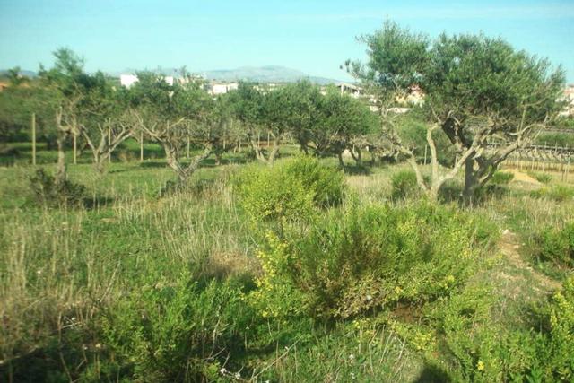 #2638306 Appezzamento agricolo incolto di 9960 mq in vendita - foto 1