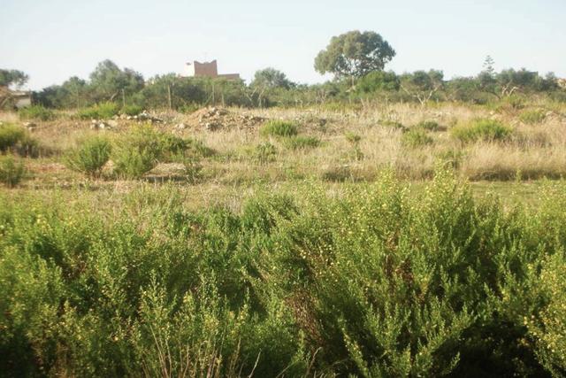 #2638306 Appezzamento agricolo incolto di 9960 mq in vendita - foto 2