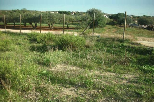 #2638306 Appezzamento agricolo incolto di 9960 mq in vendita - foto 4
